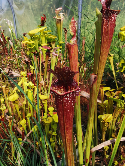 SXM05 Sarracenia x moorei -- “Granát” (GB)