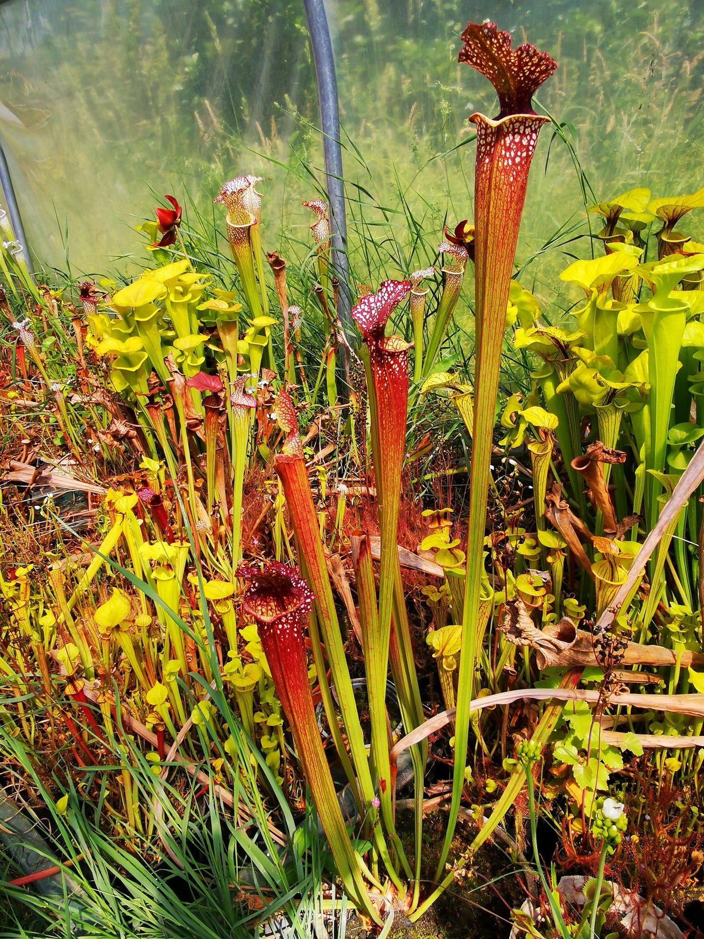 SXM05 Sarracenia x moorei -- “Granát” (GB)