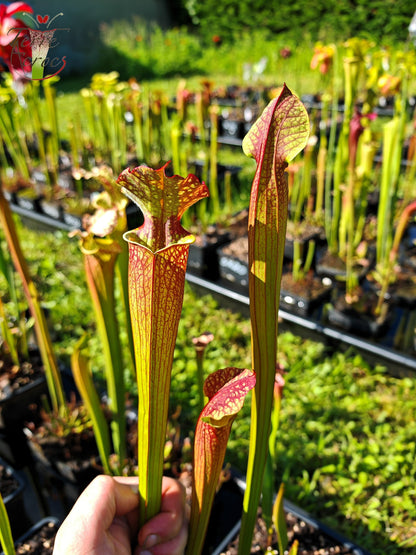 SXM05 Sarracenia x moorei -- “Granát” (GB)