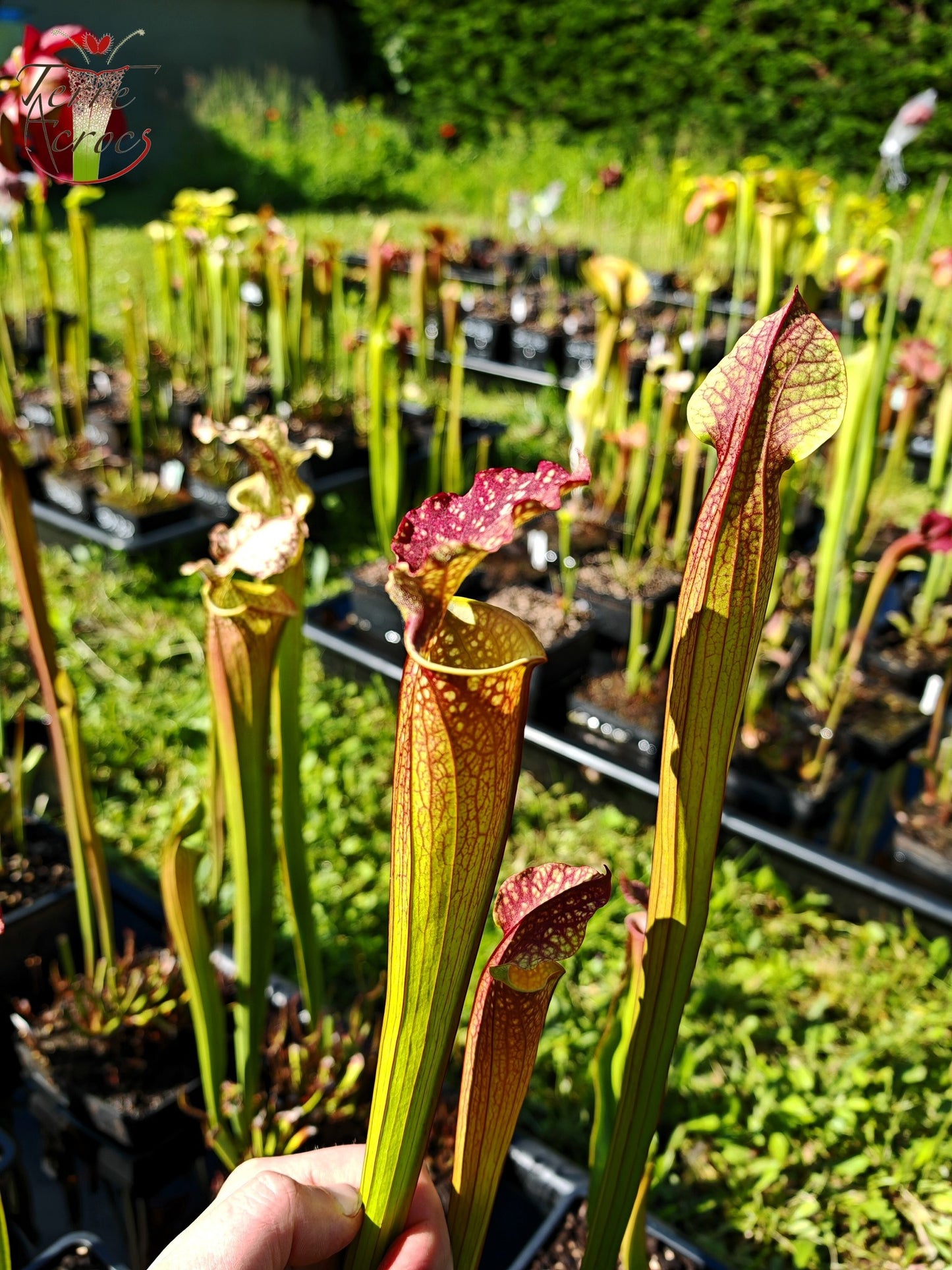 SXM05 Sarracenia x moorei -- “Granát” (GB)