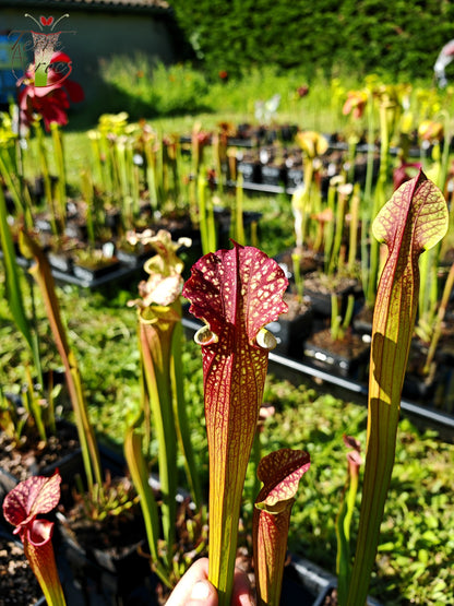 SXM05 Sarracenia x moorei -- “Granát” (GB)