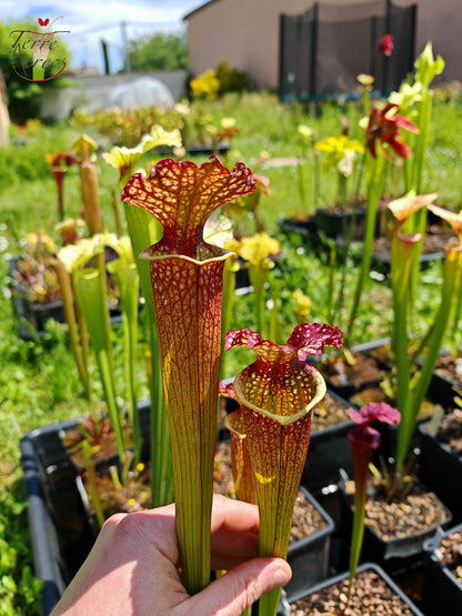 SXM05 Sarracenia x moorei -- “Granát” (GB)