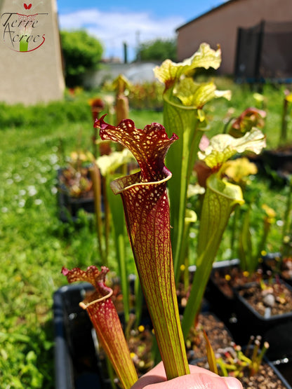 SXM05 Sarracenia x moorei -- “Granát” (GB)