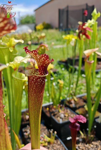 SXM05 Sarracenia x moorei -- “Granát” (GB)