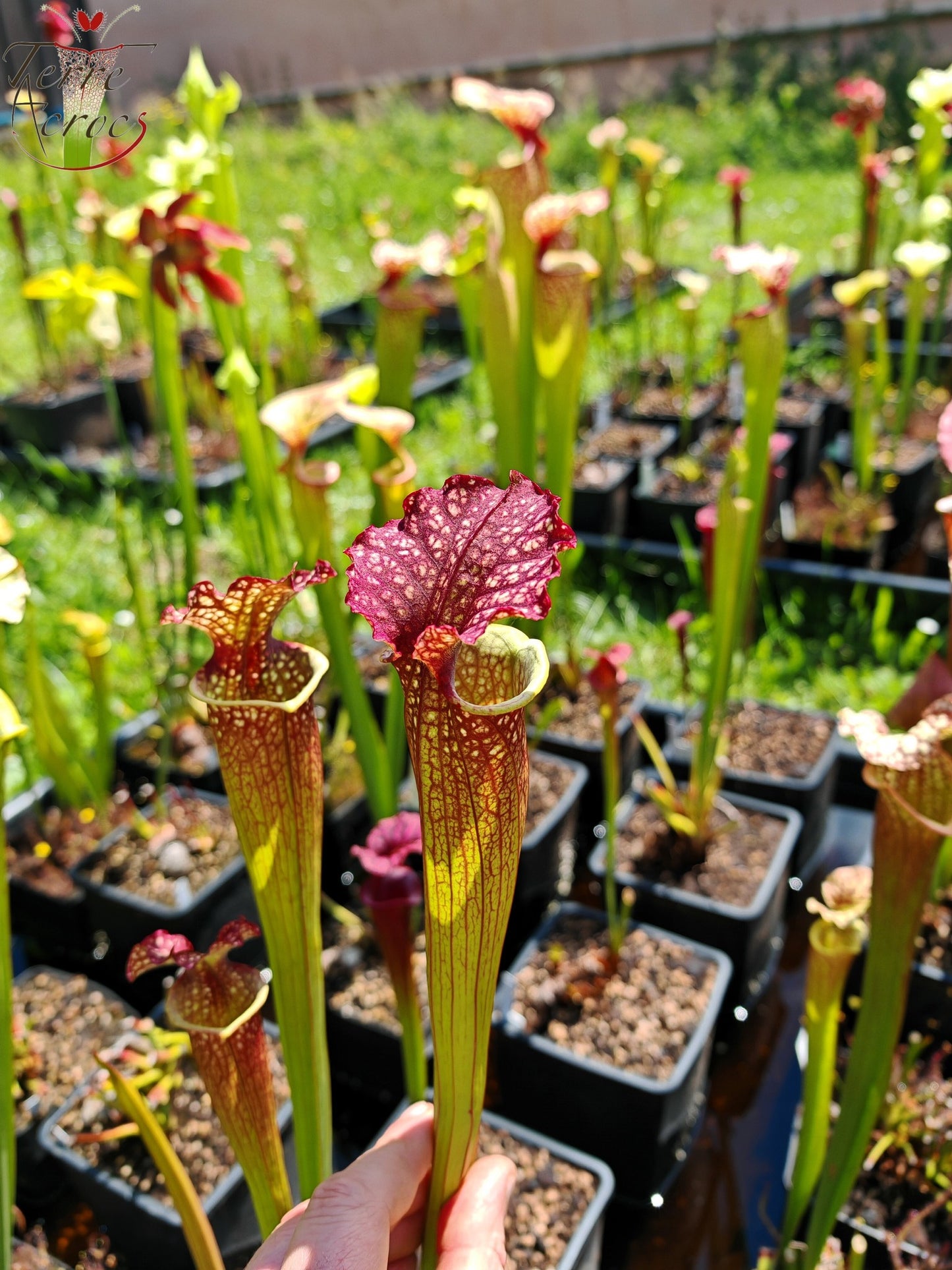 SXM05 Sarracenia x moorei -- “Granát” (GB)