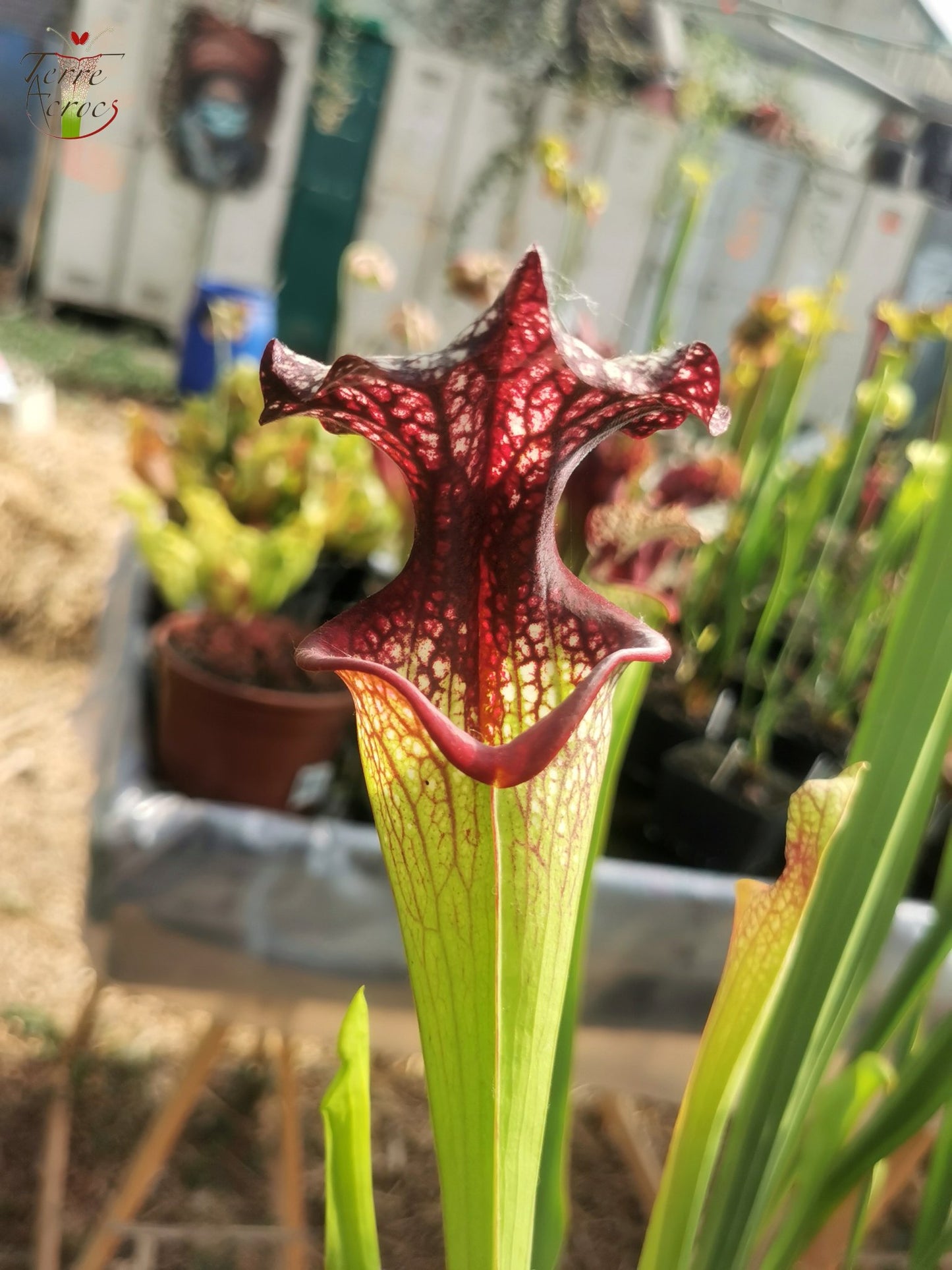 SXM06n Sarracenia x moorei – (S. flava var. ornata (F88, MK) x S. leucophylla (L18, MK)) (Klon N)