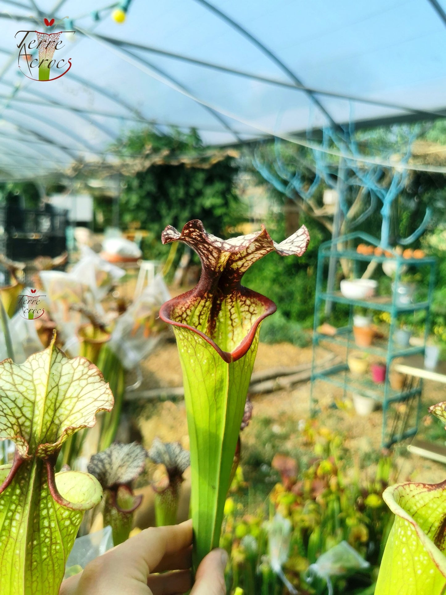 SXM06n Sarracenia x moorei – (S. flava var. ornata (F88, MK) x S. leucophylla (L18, MK)) (Klon N)