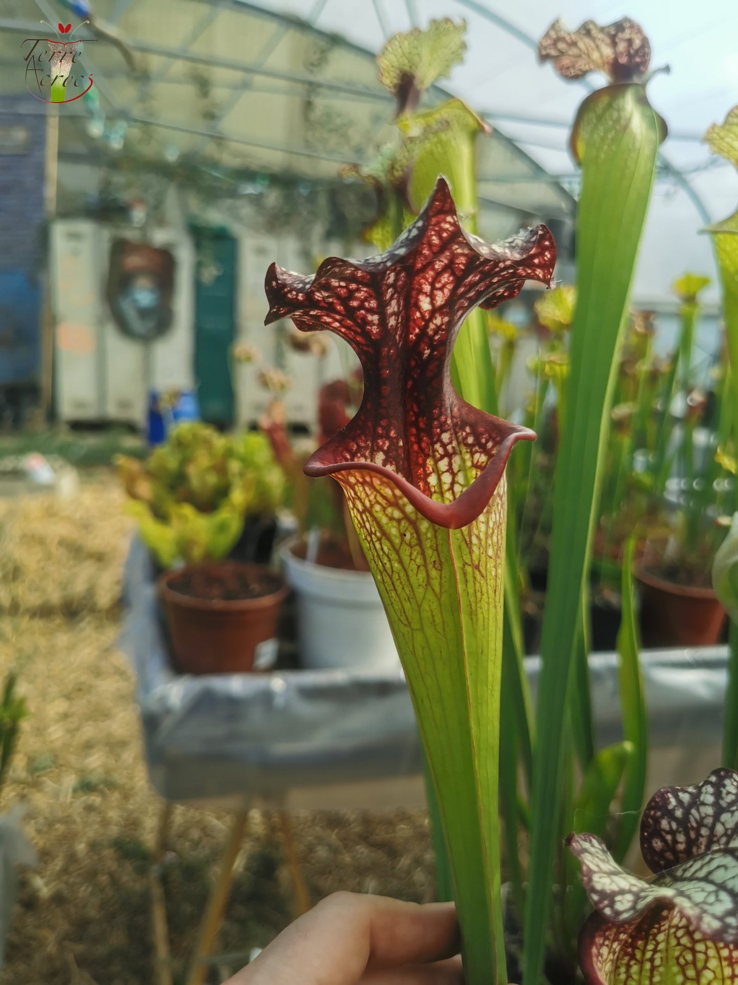 SXM06n Sarracenia x moorei – (S. flava var. ornata (F88, MK) x S. leucophylla (L18, MK)) (Klon N)