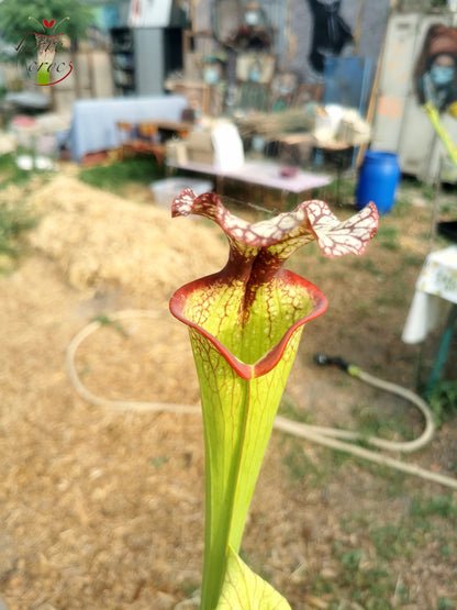 SXM06n Sarracenia x moorei – (S. flava var. ornata (F88, MK) x S. leucophylla (L18, MK)) (Klon N)