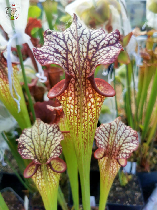 SXM06n Sarracenia x moorei — (S. flava var. ornata (F88, MK) x S. leucophylla (L18, MK))(clone N)