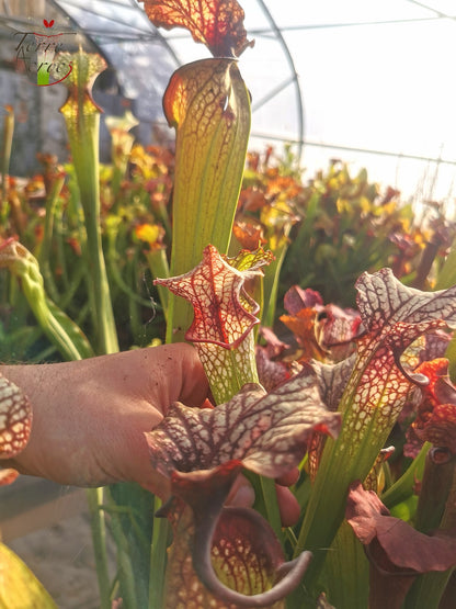 SXM06n Sarracenia x moorei – (S. flava var. ornata (F88, MK) x S. leucophylla (L18, MK)) (Klon N)