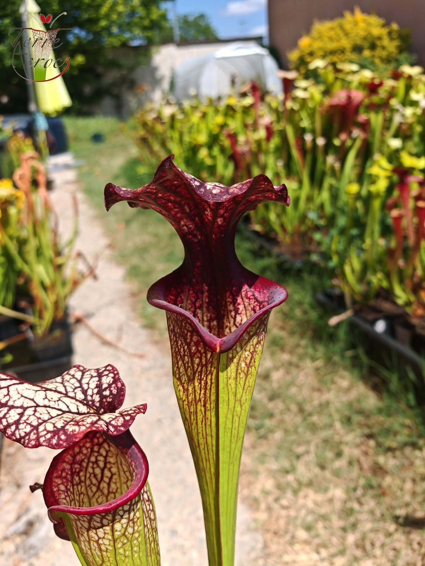 SXM06n Sarracenia x moorei – (S. flava var. ornata (F88, MK) x S. leucophylla (L18, MK)) (Klon N)