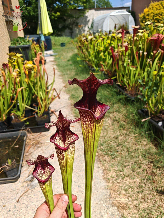 SXM06n Sarracenia x moorei — (S. flava var. ornata (F88, MK) x S. leucophylla (L18, MK))(clone N)