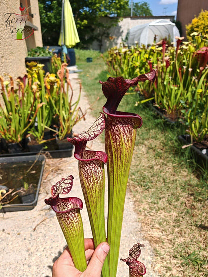 SXM06n Sarracenia x moorei – (S. flava var. ornata (F88, MK) x S. leucophylla (L18, MK)) (Klon N)