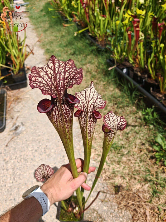 SXM06n Sarracenia x moorei — (S. flava var. ornata (F88, MK) x S. leucophylla (L18, MK))(clone N)