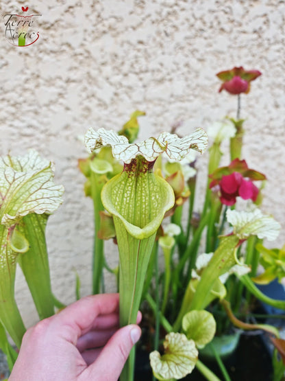 SXM07 Sarracenia x moorei – FL, (W) (S. flava var. rugelii x S. leucophylla) (H34, MK)