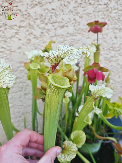 SXM07 Sarracenia x moorei – FL, (W) (S. flava var. rugelii x S. leucophylla) (H34, MK)