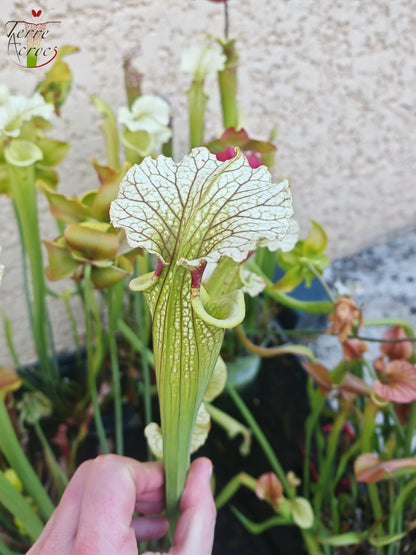 SXM07 Sarracenia x moorei – FL, (W) (S. flava var. rugelii x S. leucophylla) (H34, MK)