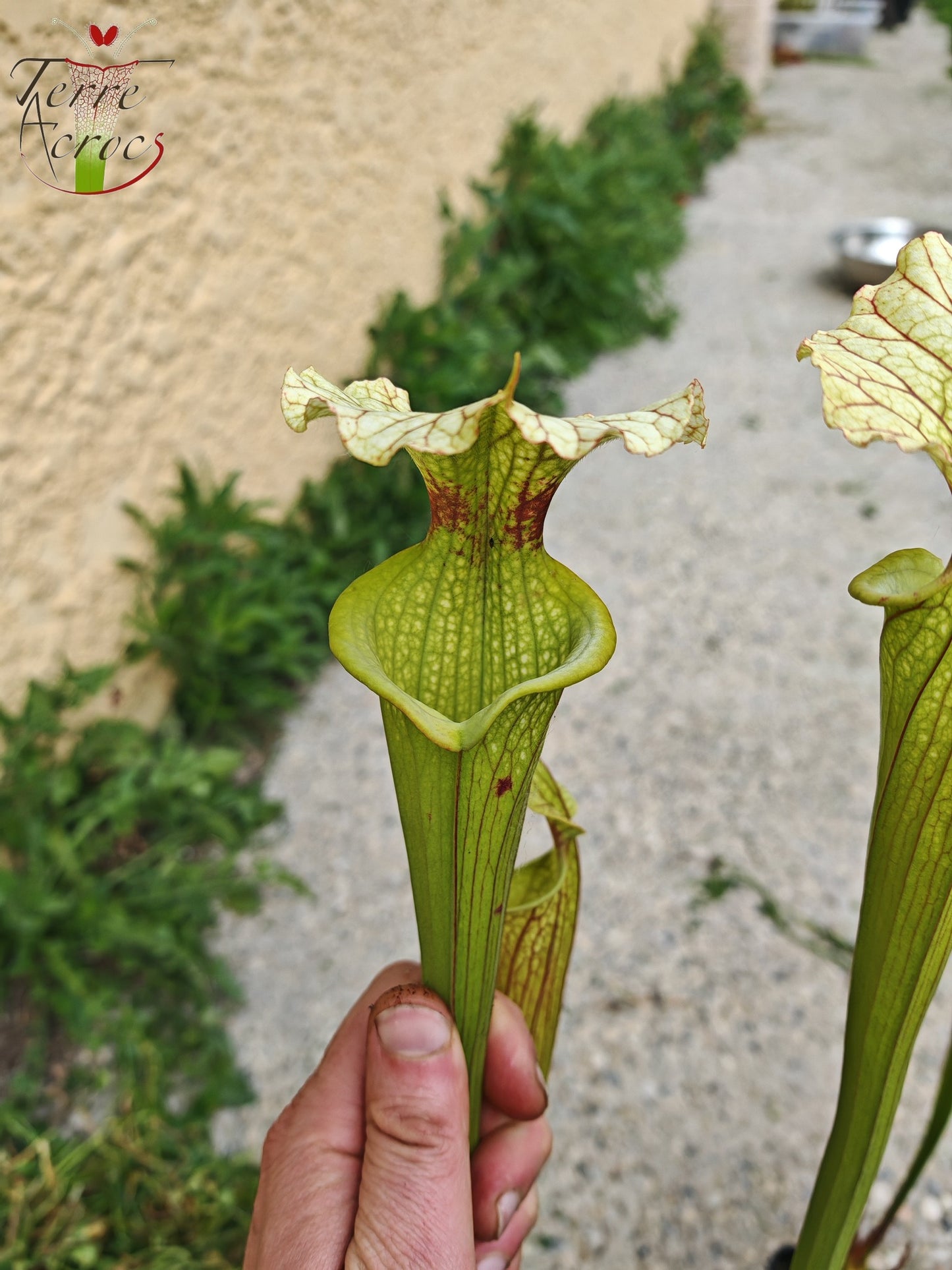 SXM07 Sarracenia x moorei – FL, (W) (S. flava var. rugelii x S. leucophylla) (H34, MK)