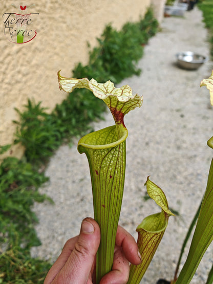 SXM07 Sarracenia x moorei – FL, (W) (S. flava var. rugelii x S. leucophylla) (H34, MK)