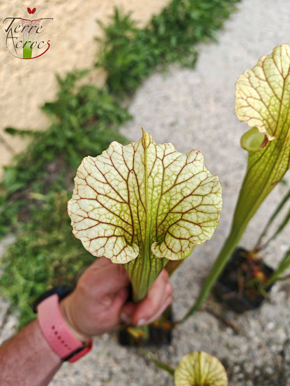 SXM07 Sarracenia x moorei – FL, (W) (S. flava var. rugelii x S. leucophylla) (H34, MK)
