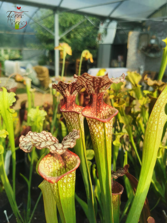 SXM10a Sarracenia x moorei -- "Elizabeth Aydon" (H193, MK)