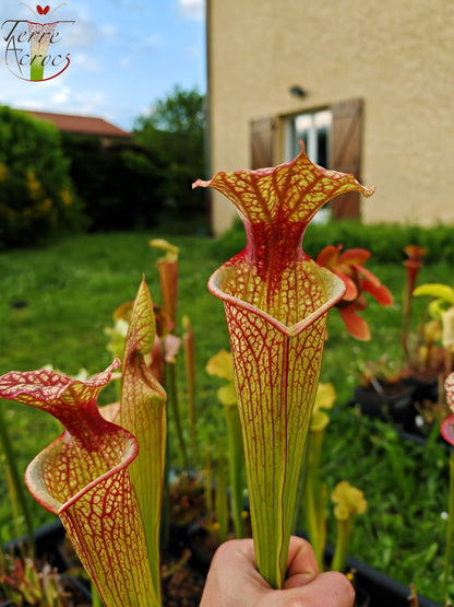 SXM10a Sarracenia x moorei -- "Elizabeth Aydon" (H193, MK)