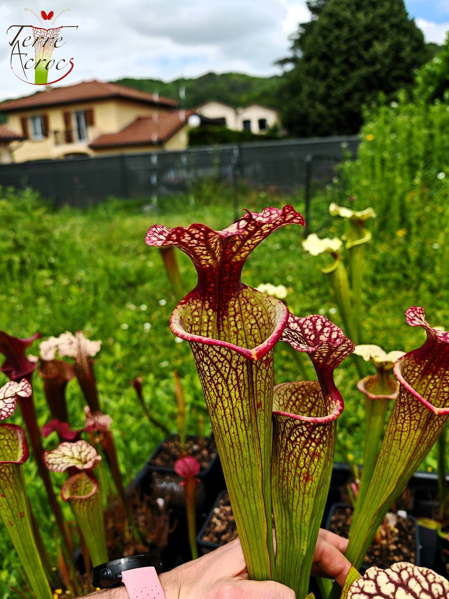 SXM10a Sarracenia x moorei -- "Elizabeth Aydon" (H193, MK)