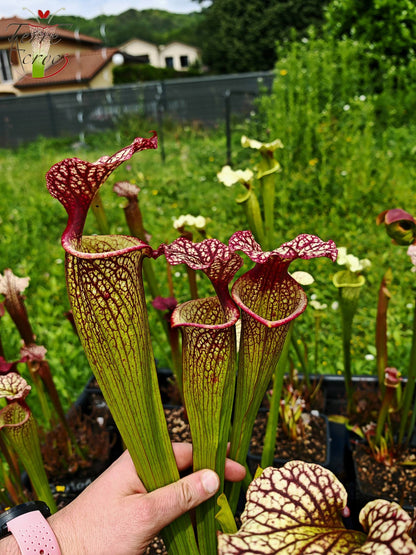 SXM10a Sarracenia x moorei -- "Elizabeth Aydon" (H193, MK)