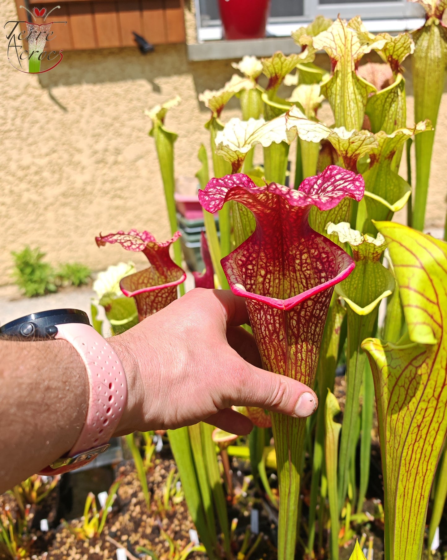 SXM10a Sarracenia x moorei -- "Elizabeth Aydon" (H193, MK)