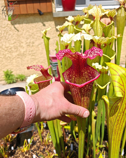 SXM10a Sarracenia x moorei -- "Elizabeth Aydon" (H193, MK)