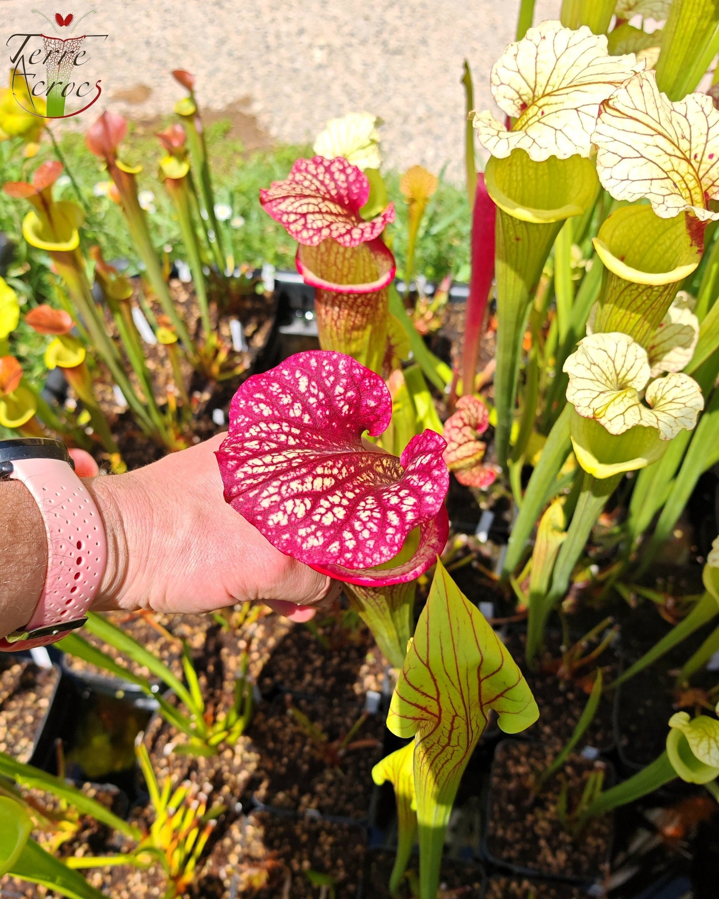 SXM10a Sarracenia x moorei -- "Elizabeth Aydon" (H193, MK)