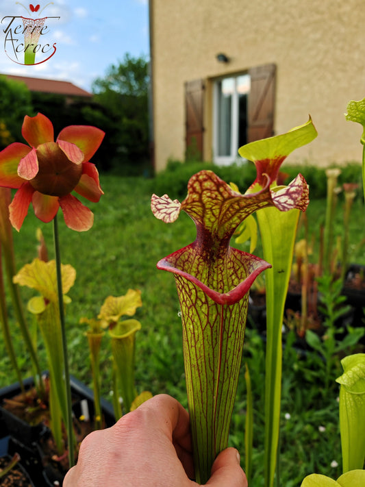 SXM10b Sarracenia x moorei -- “Helen Mary” (H182, MK)