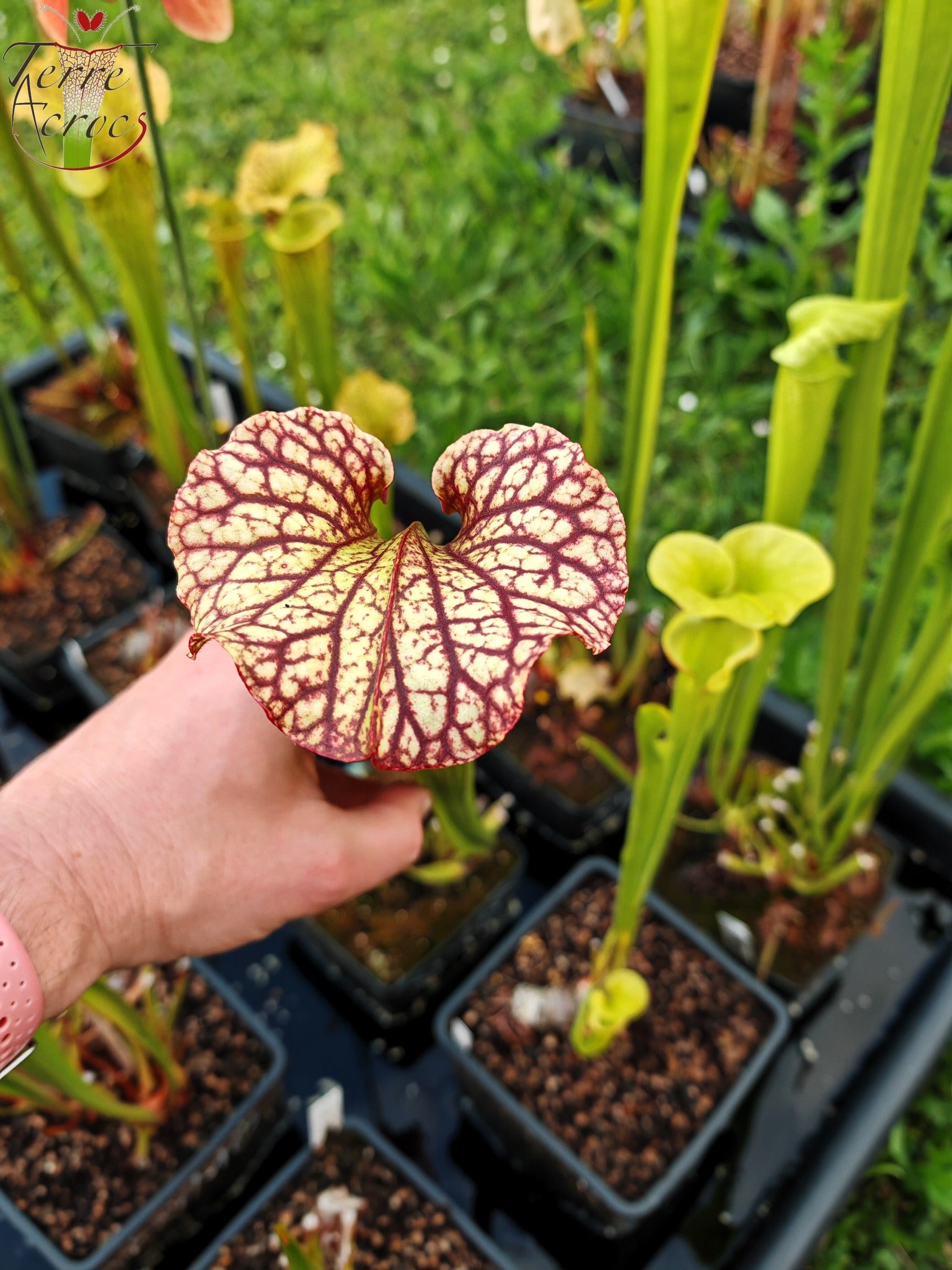 SXM10b Sarracenia x moorei -- “Helen Mary” (H182, MK) – TerreAcrocs