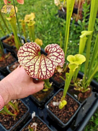 Graines Sarracenia 2025 (SXM15 x OP)