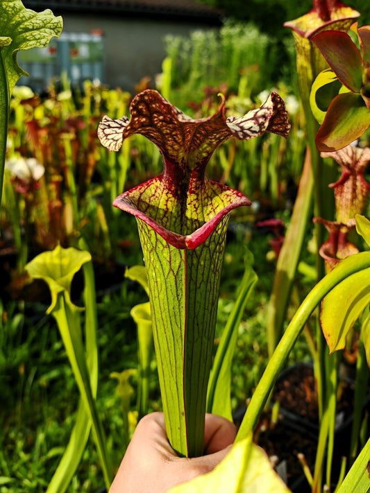 SXM10b Sarracenia x moorei -- “Helen Mary” (H182, MK)