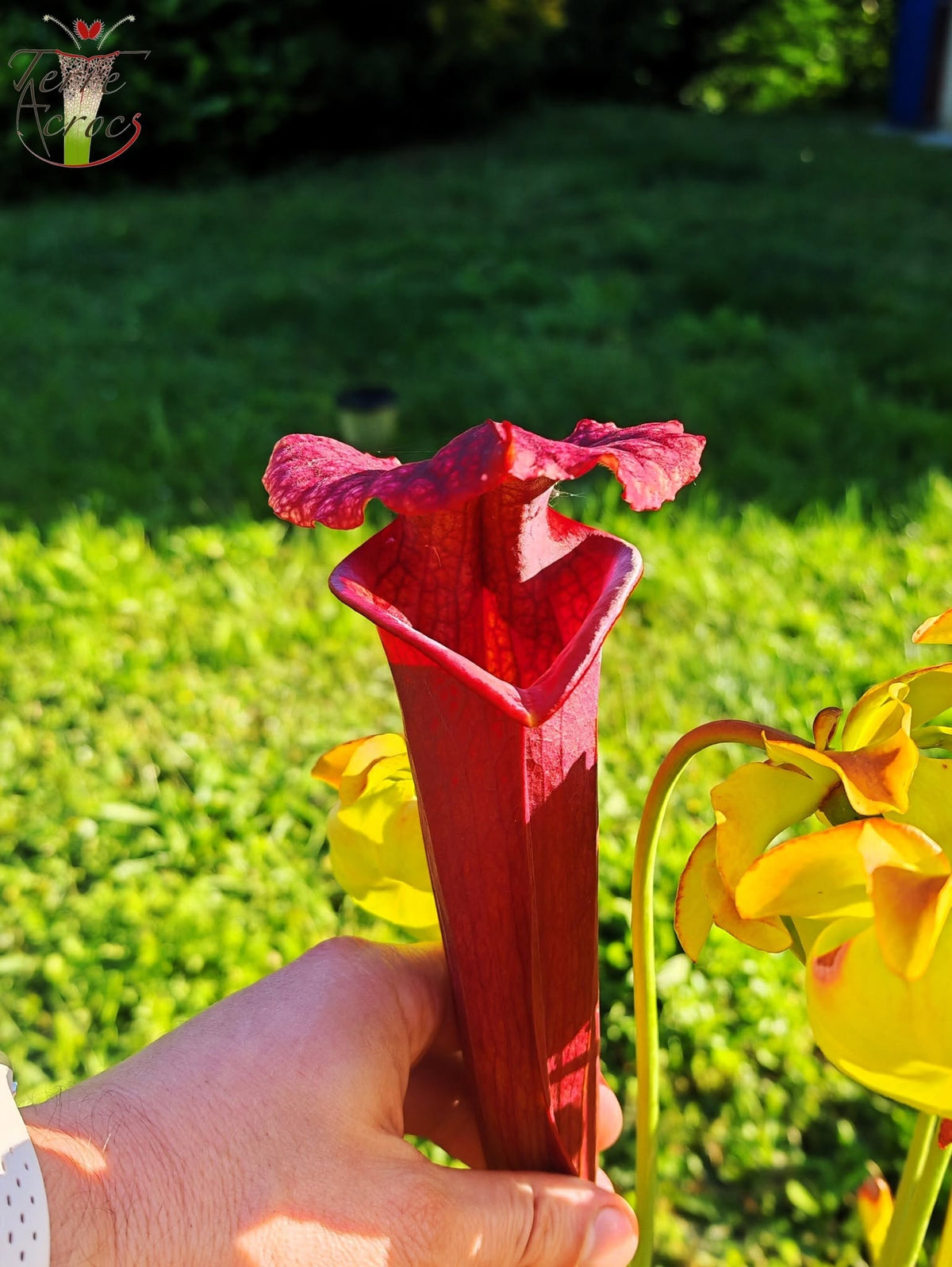 SXM11 Sarracenia x moorei -- “Praetorian Guard” (H260, MK)
