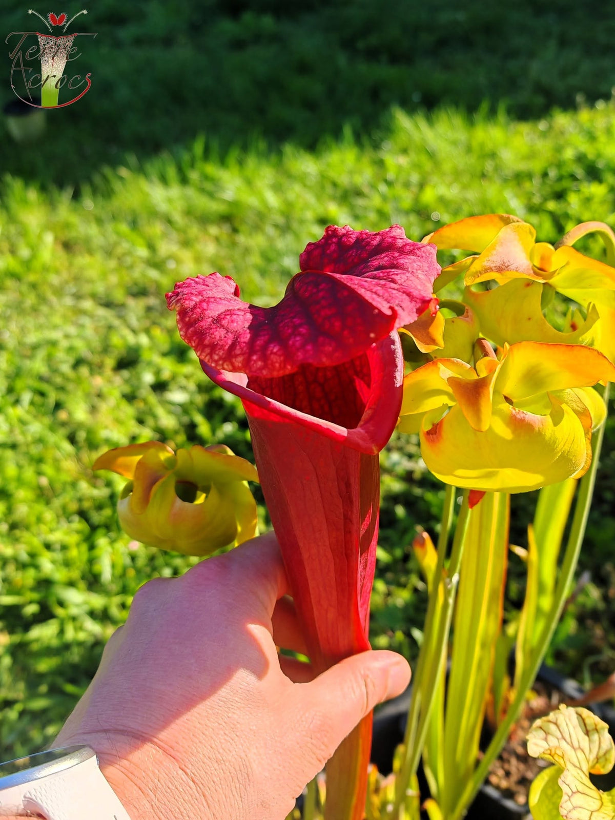 SXM11 Sarracenia x moorei -- “Praetorian Guard” (H260, MK)