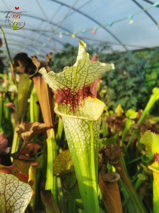 Graines Sarracenia 2025 (SXM12 x OP)