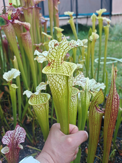 SXM12 Sarracenia x moorei – „Wilkerson White Knight“ (H211, MK)