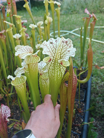 SXM12 Sarracenia x moorei – „Wilkerson White Knight“ (H211, MK)