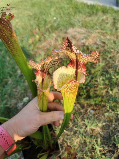 SXM13 Sarracenia x moorei -- "Tyrex"