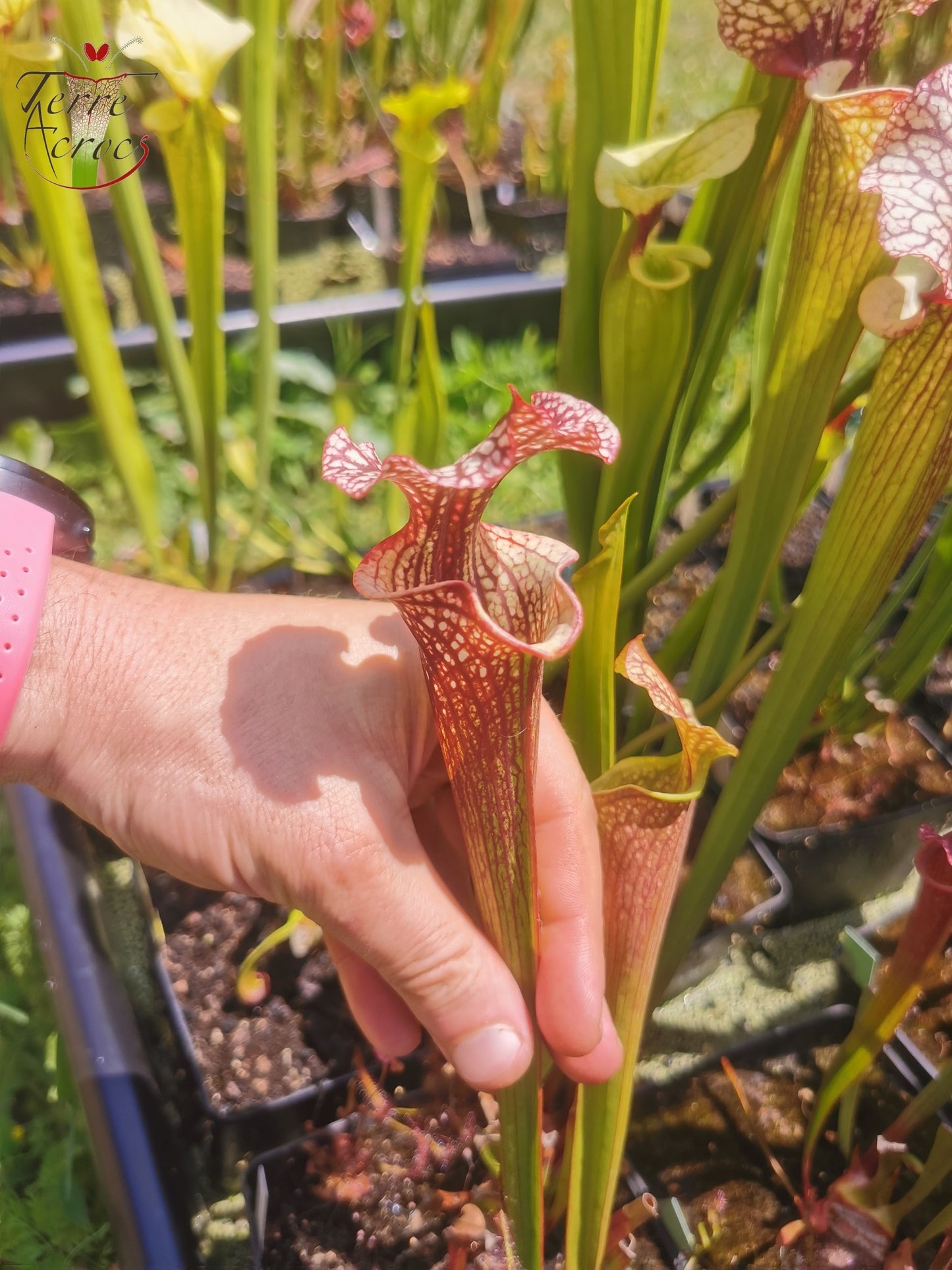 SXM13 Sarracenia x moorei -- "Tyrex"