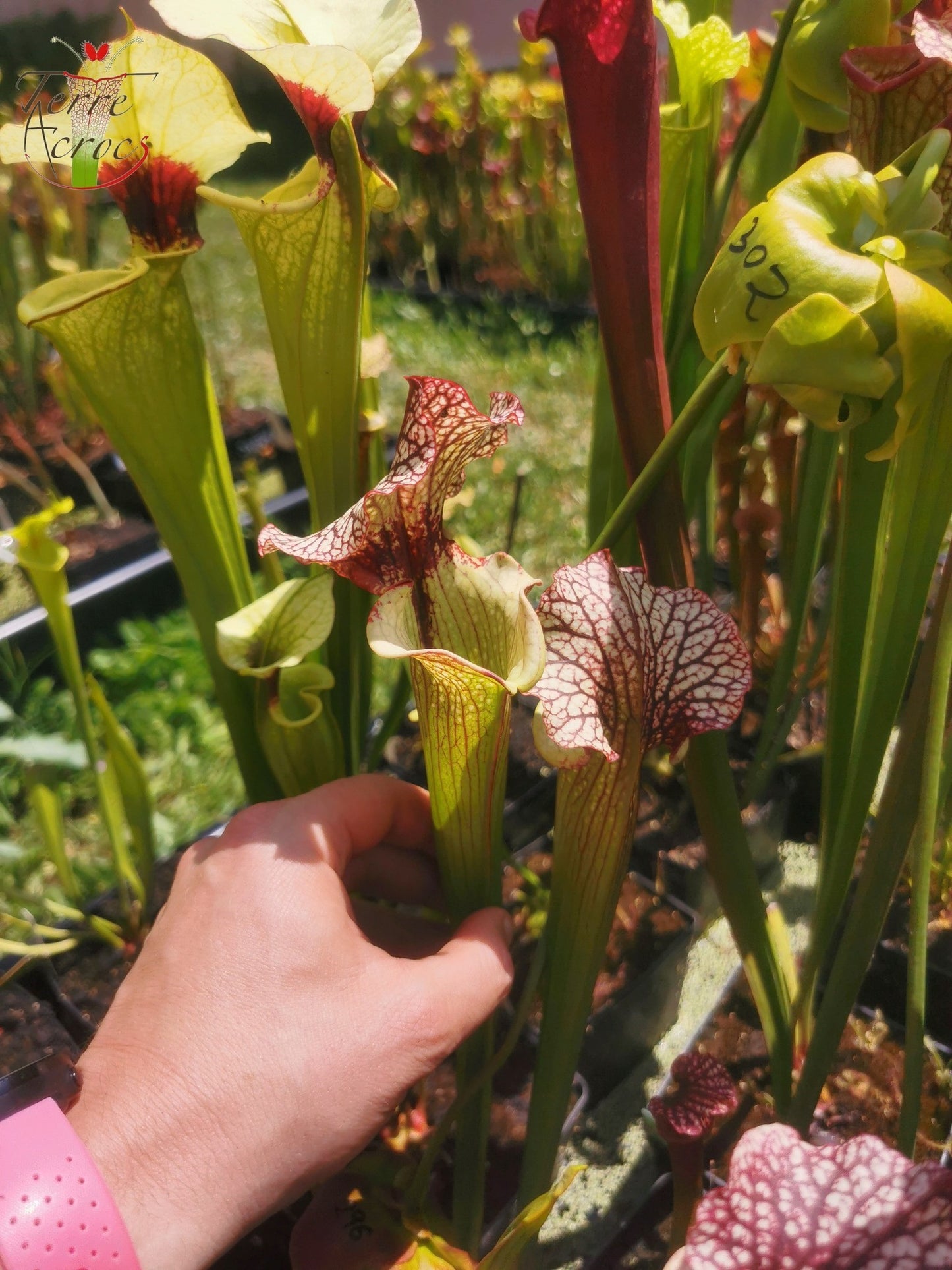 SXM13 Sarracenia x moorei -- "Tyrex"