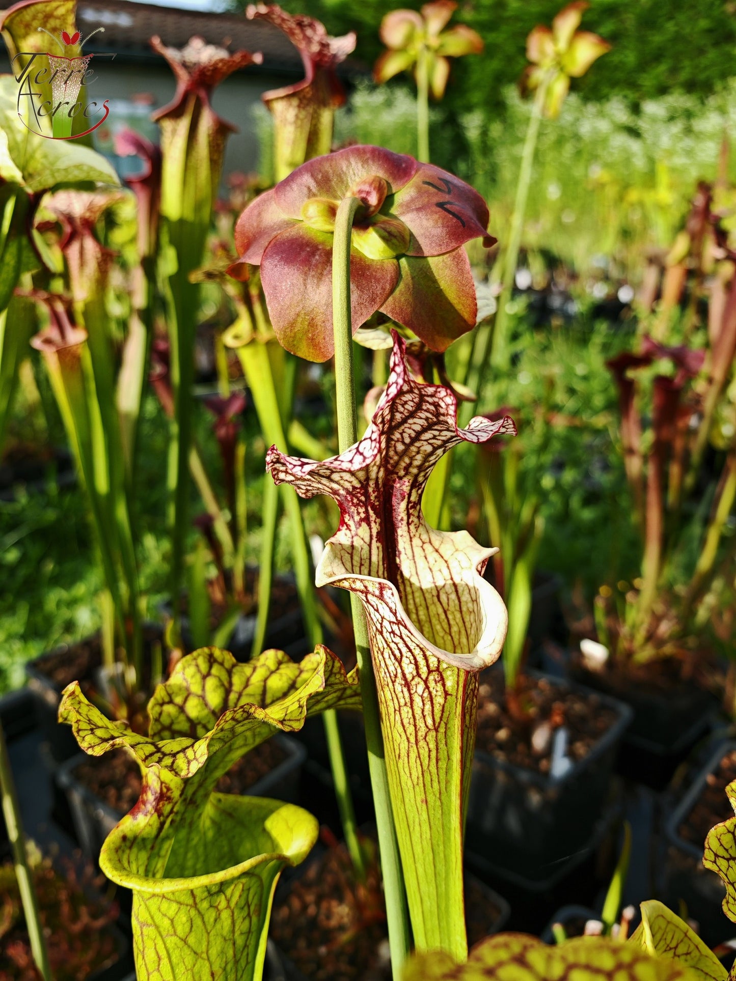 SXM13 Sarracenia x moorei -- "Tyrex"