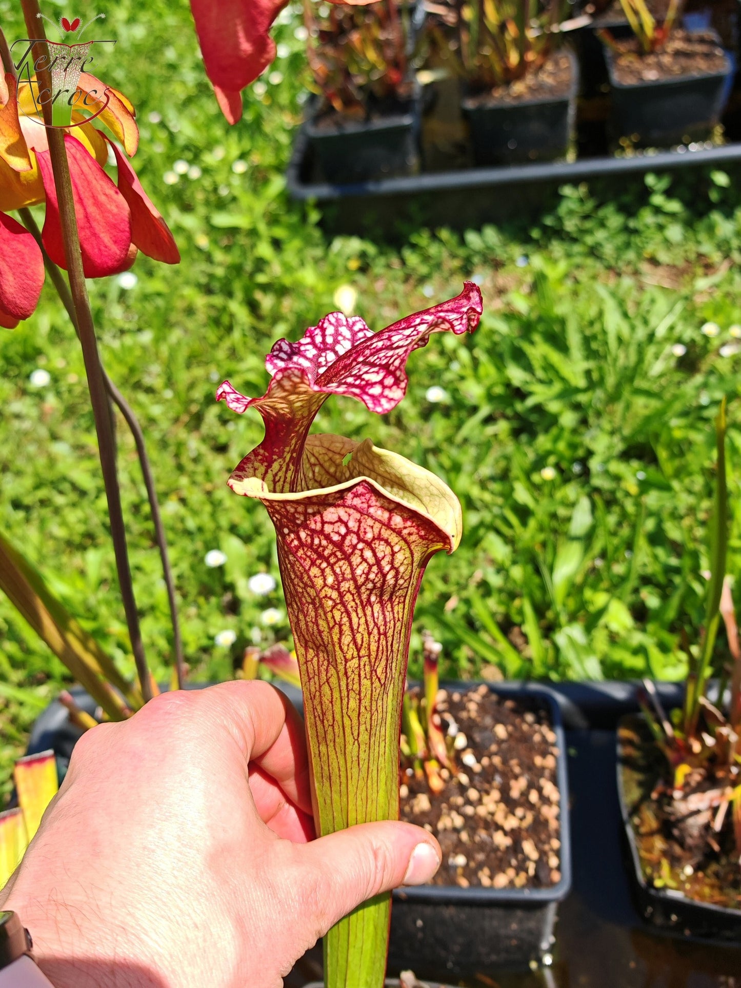 SXM13 Sarracenia x moorei -- "Tyrex"