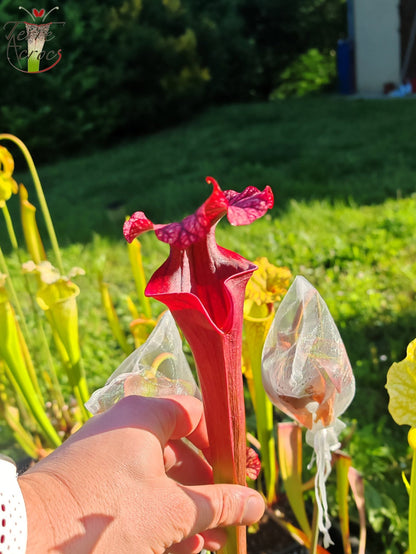 SXM14 Sarracenia x moorei -- 'Royal Ruby' (H239, MK)