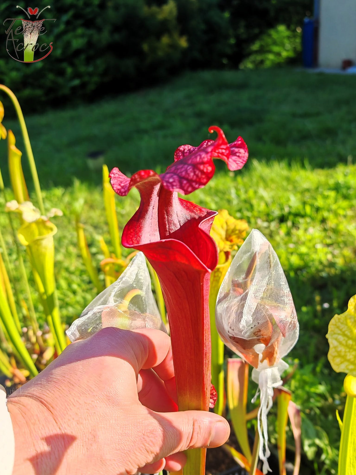 SXM14 Sarracenia x moorei -- 'Royal Ruby' (H239, MK)