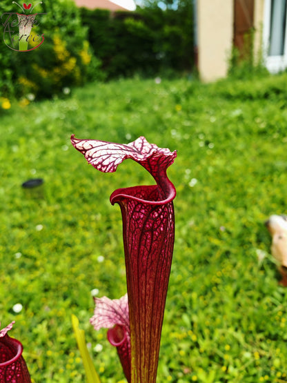 SXM17 Sarracenia x moorei – (S. flava var. rubricorpora (F149, MK) x S. leucophylla – (L18, MK))