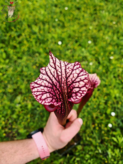 SXM17 Sarracenia x moorei – (S. flava var. rubricorpora (F149, MK) x S. leucophylla – (L18, MK))